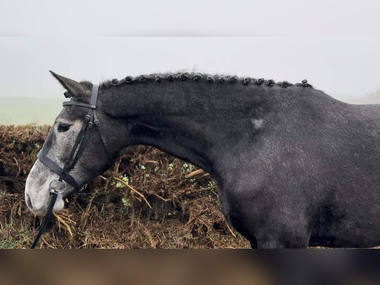 Irlandzki koń sportowy Klacz 4 lat 167 cm Siwa in Dundalk
