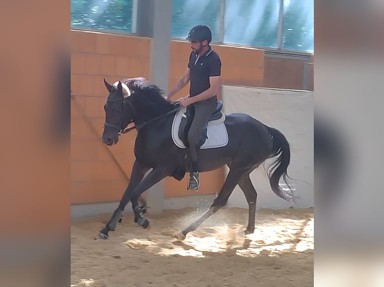 Irlandzki koń sportowy Klacz 4 lat 168 cm Kara in Lage