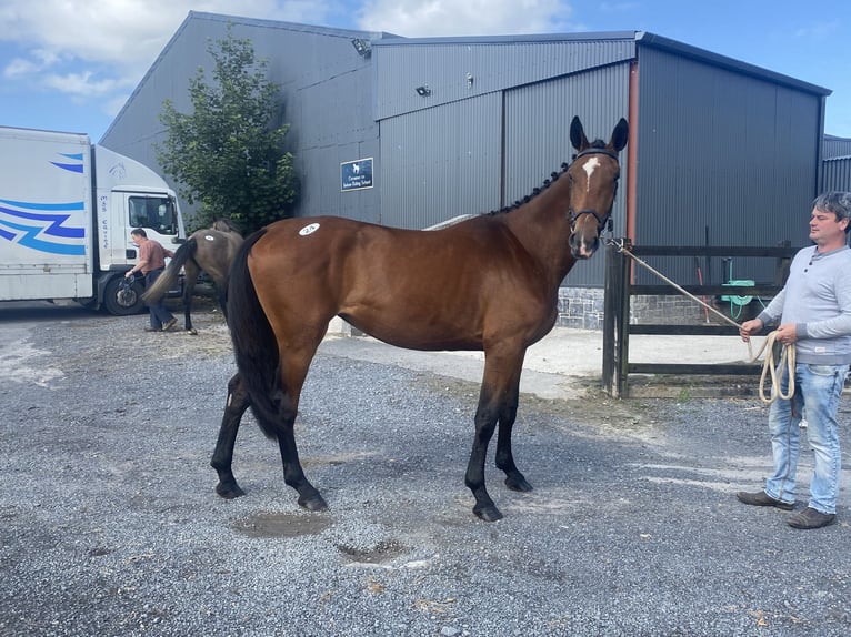 Irlandzki koń sportowy Klacz 4 lat 170 cm Gniada in Lahardane