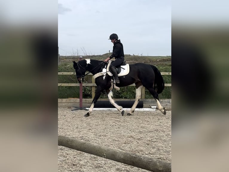 Irlandzki koń sportowy Klacz 4 lat 170 cm Srokata in Pembrokeshire