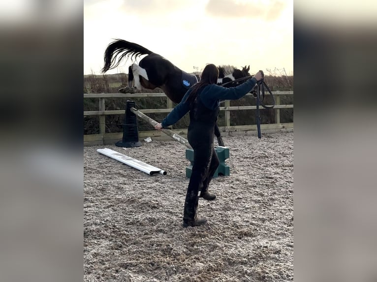 Irlandzki koń sportowy Klacz 4 lat 170 cm Srokata in Pembrokeshire