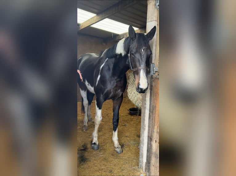 Irlandzki koń sportowy Klacz 4 lat 170 cm Srokata in Pembrokeshire
