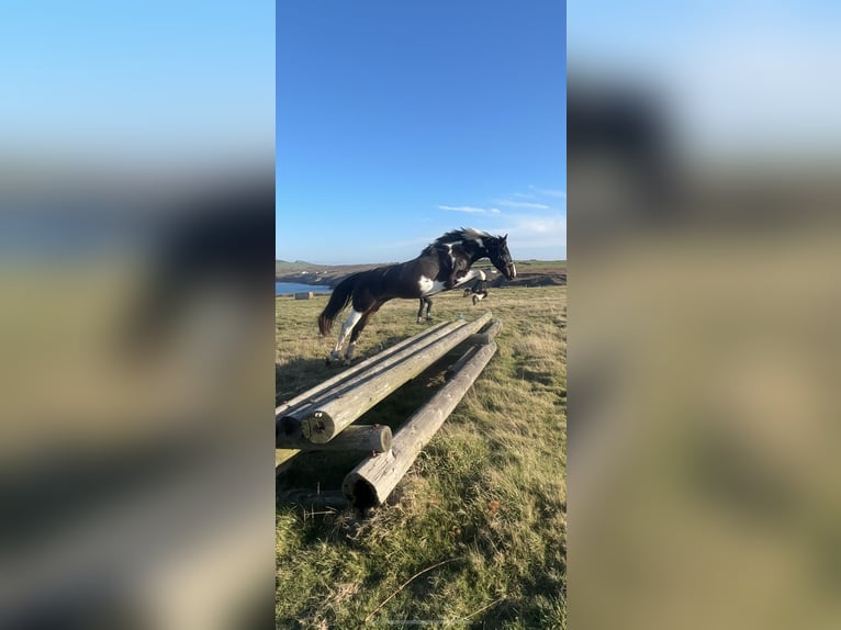 Irlandzki koń sportowy Klacz 4 lat 170 cm Srokata in Pembrokeshire