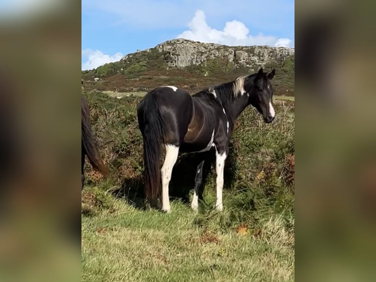 Irlandzki koń sportowy Klacz 4 lat 170 cm Srokata in Pembrokeshire