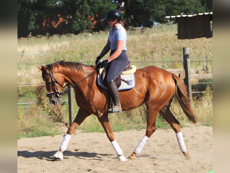 Irlandzki koń sportowy Mix Klacz 4 lat Ciemnokasztanowata in Uelsen