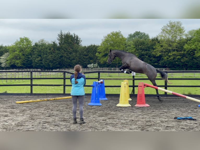 Irlandzki koń sportowy Klacz 4 lat Siwa in St John&#39;s