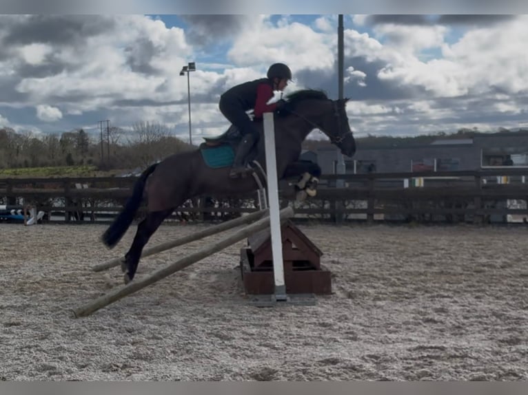 Irlandzki koń sportowy Klacz 5 lat 145 cm Kara in Sligo
