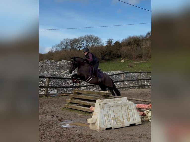 Irlandzki koń sportowy Klacz 5 lat 145 cm Kara in Sligo