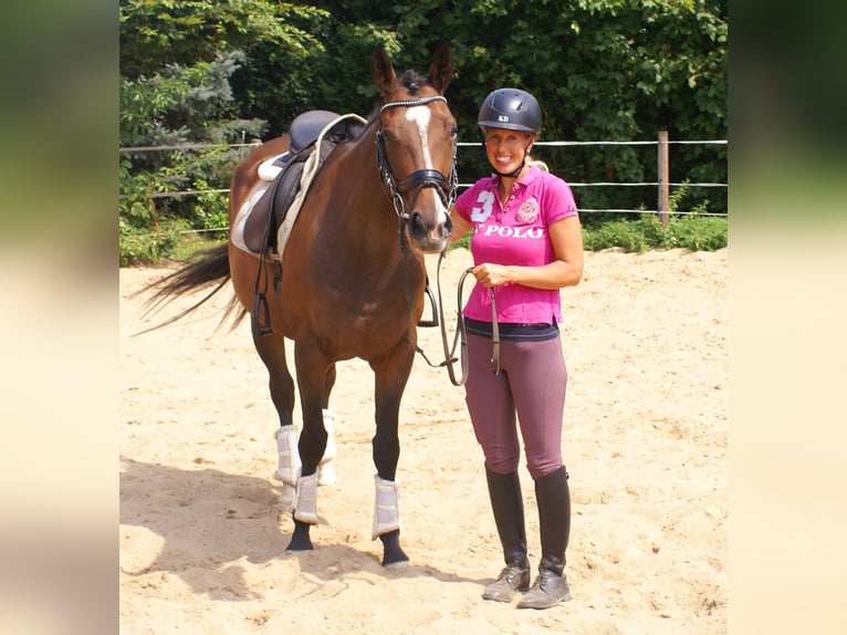 Irlandzki koń sportowy Klacz 5 lat 152 cm Gniada in Velpke