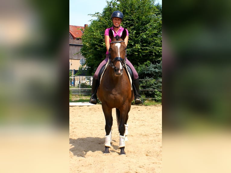 Irlandzki koń sportowy Klacz 5 lat 152 cm Gniada in Velpke