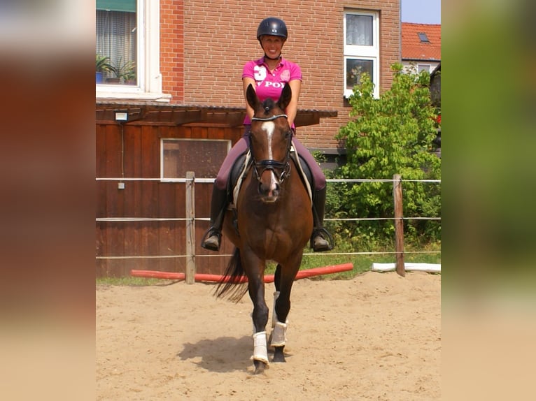 Irlandzki koń sportowy Klacz 5 lat 152 cm Gniada in Velpke