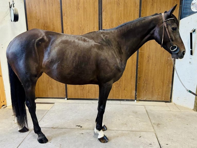 Irlandzki koń sportowy Klacz 5 lat 158 cm Gniada in GROTE-BROGEL