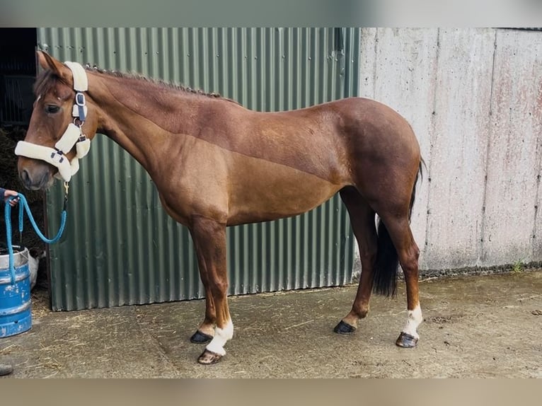 Irlandzki koń sportowy Klacz 5 lat 160 cm Ciemnokasztanowata in Sligo