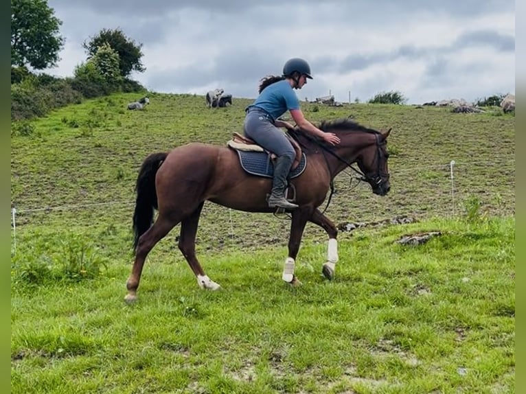 Irlandzki koń sportowy Klacz 5 lat 160 cm Ciemnokasztanowata in Sligo