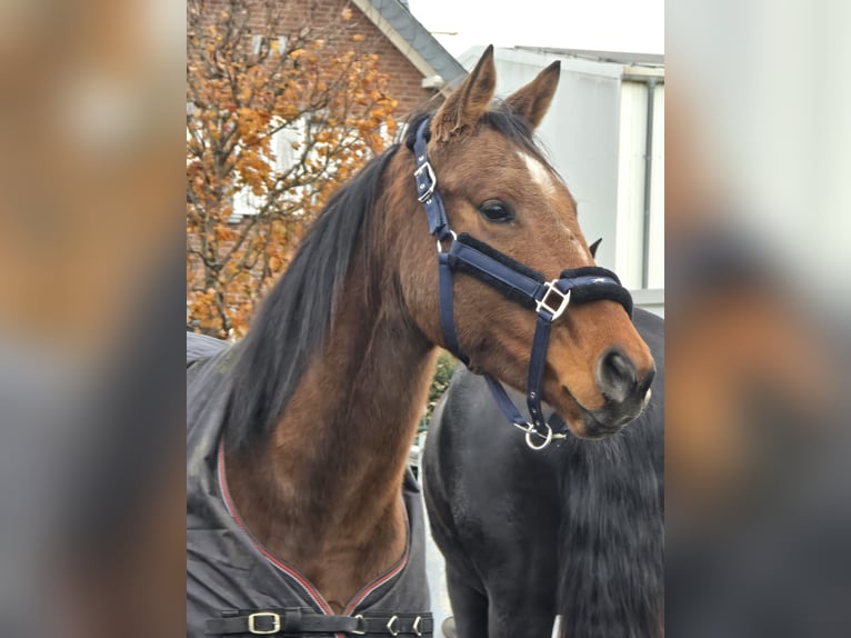 Irlandzki koń sportowy Klacz 5 lat 160 cm Gniada in Niederzier