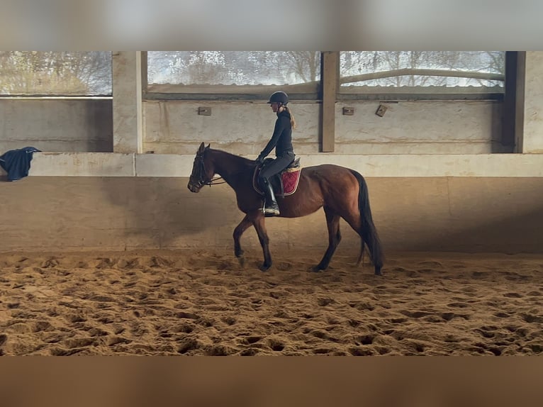 Irlandzki koń sportowy Klacz 5 lat 160 cm Gniada in Niederzier