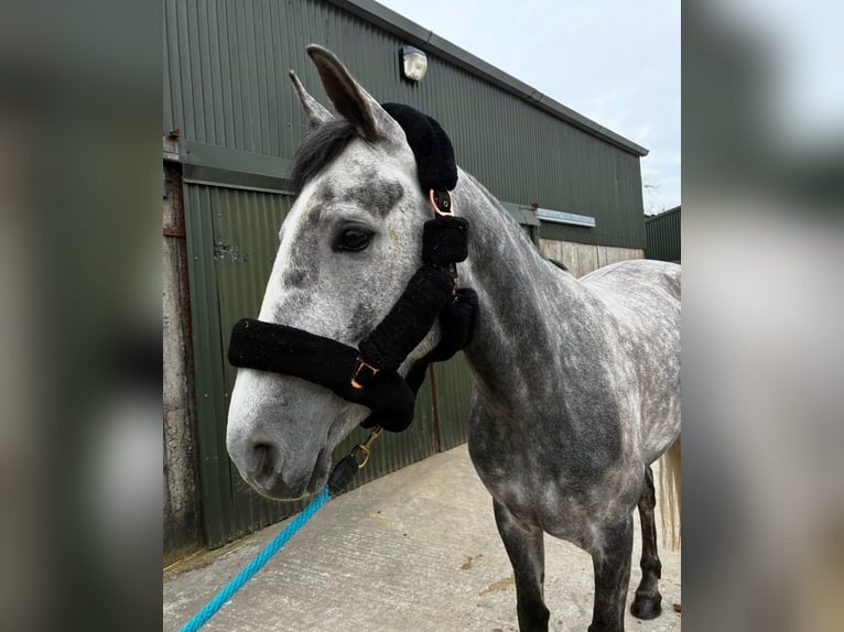 Irlandzki koń sportowy Klacz 5 lat 160 cm Siwa jabłkowita in Sligo