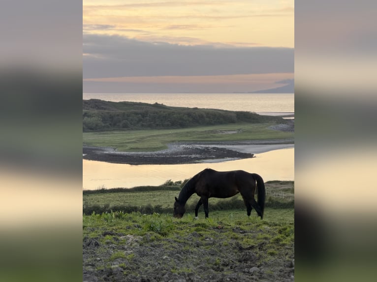 Irlandzki koń sportowy Klacz 5 lat 163 cm Gniada in Sligo