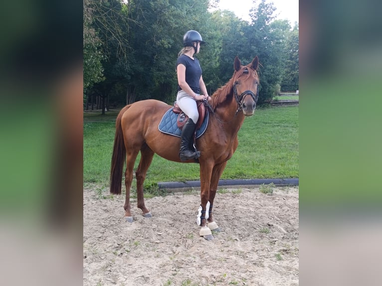 Irlandzki koń sportowy Klacz 5 lat 163 cm Kasztanowata in Quedlinburg