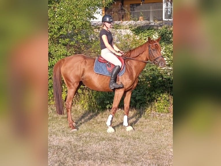 Irlandzki koń sportowy Klacz 5 lat 163 cm Kasztanowata in Quedlinburg