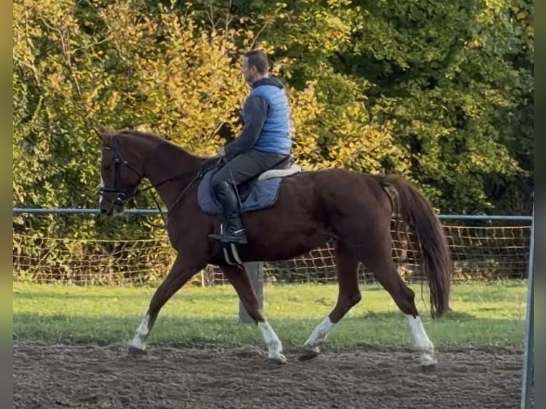 Irlandzki koń sportowy Klacz 5 lat 164 cm Kasztanowata in Elze Esbeck