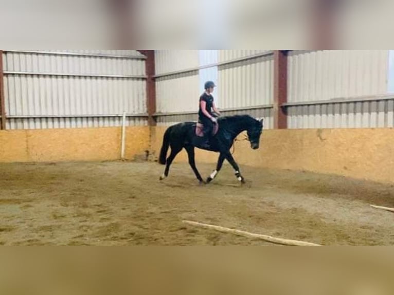 Irlandzki koń sportowy Klacz 5 lat 165 cm Gniada in Sligo