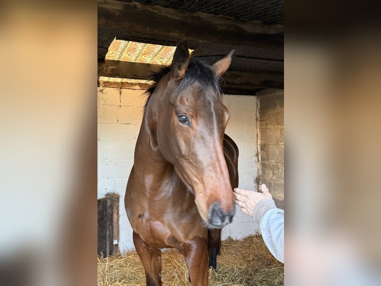Irlandzki koń sportowy Klacz 5 lat 165 cm Gniada in NeuchingNeuching