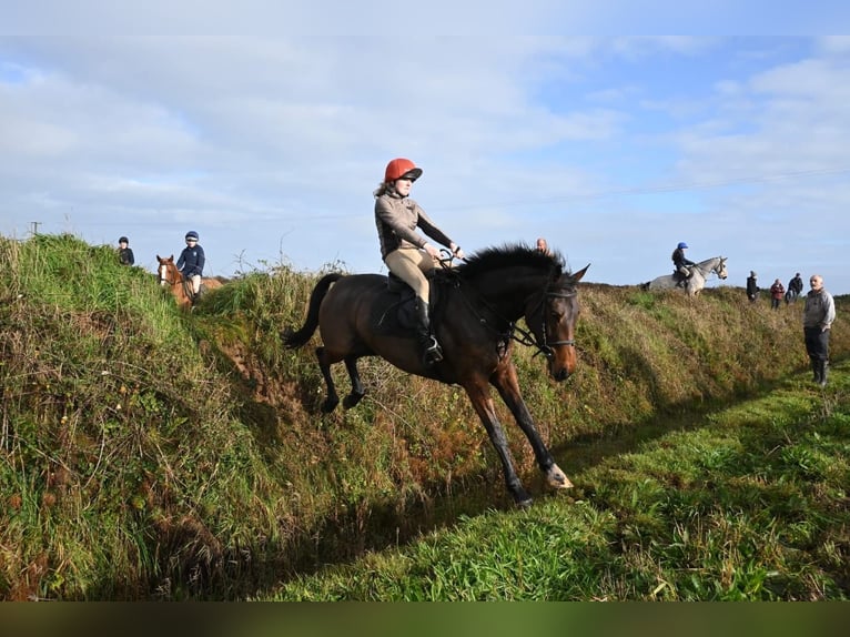 Irlandzki koń sportowy Klacz 5 lat 165 cm Gniada in NeuchingNeuching