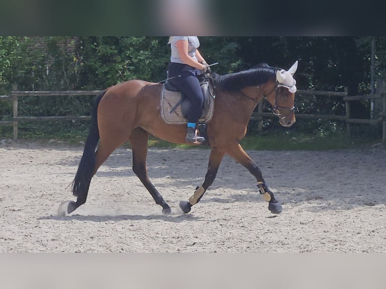 Irlandzki koń sportowy Klacz 5 lat 165 cm Gniada in Wachtendonk