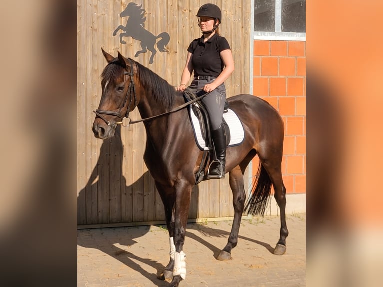 Irlandzki koń sportowy Klacz 5 lat 167 cm Gniada in Lage