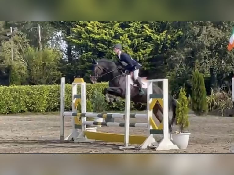Irlandzki koń sportowy Klacz 5 lat 167 cm Gniada in Coolrain