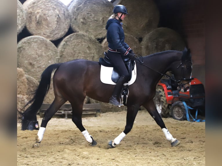 Irlandzki koń sportowy Mix Klacz 5 lat 168 cm Ciemnogniada in Uelsen