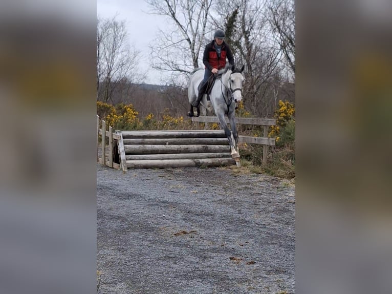 Irlandzki koń sportowy Klacz 5 lat 170 cm Siwa in aughnacliffe