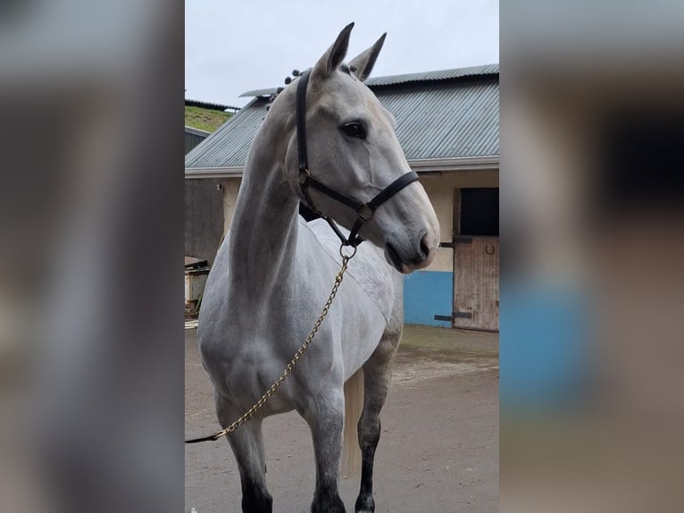 Irlandzki koń sportowy Klacz 5 lat 170 cm Siwa in aughnacliffe