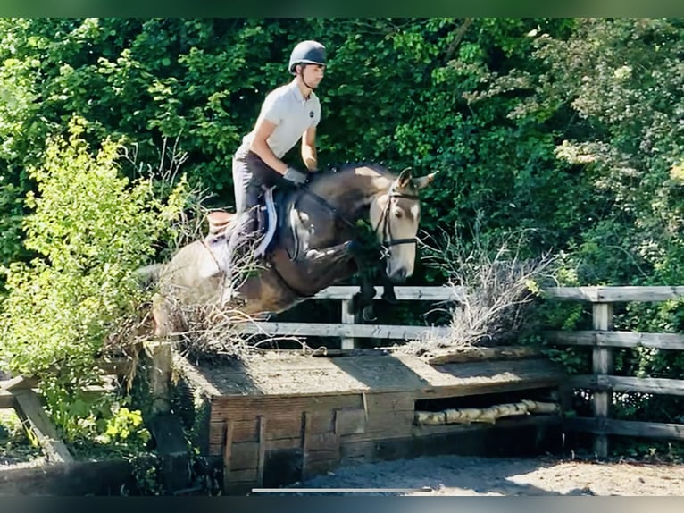 Irlandzki koń sportowy Klacz 5 lat Jelenia in Ardlea