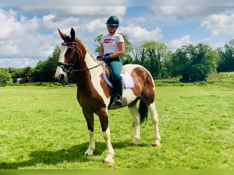 Irlandzki koń sportowy Klacz 5 lat Srokata in Mountrath