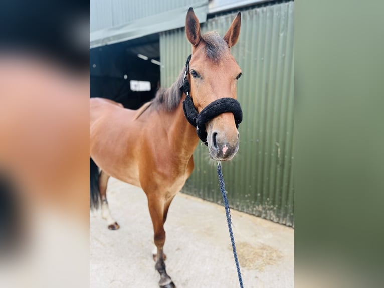 Irlandzki koń sportowy Klacz 6 lat 148 cm Gniada in Sligo