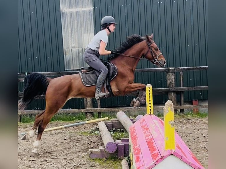 Irlandzki koń sportowy Klacz 6 lat 148 cm Gniada in Sligo