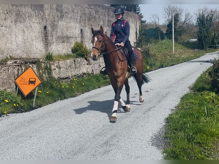 Irlandzki koń sportowy Klacz 6 lat 155 cm Gniada in Sligo