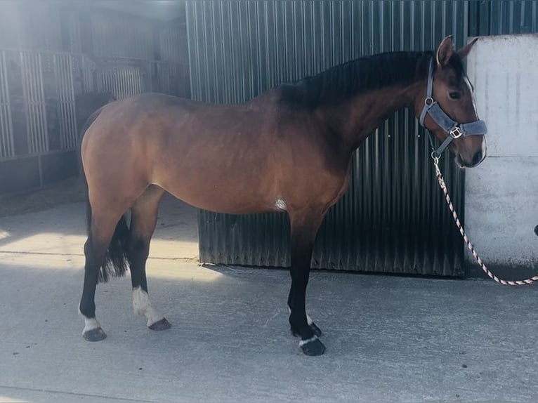 Irlandzki koń sportowy Klacz 6 lat 155 cm Gniada in Sligo