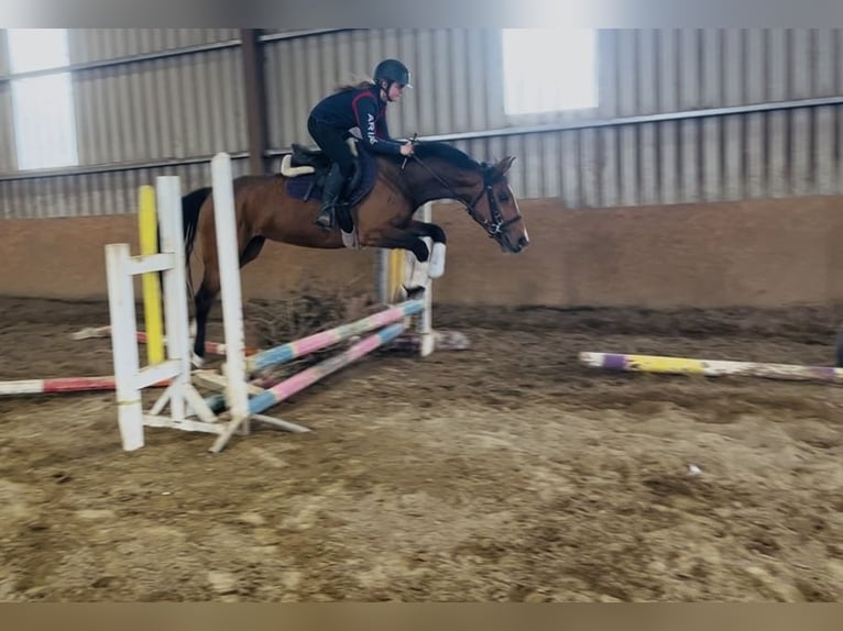 Irlandzki koń sportowy Klacz 6 lat 155 cm Gniada in Sligo