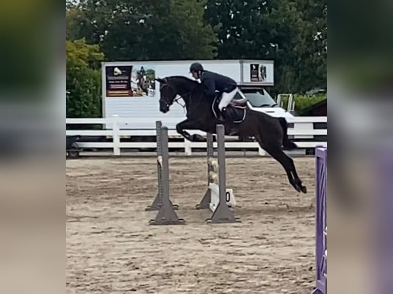 Irlandzki koń sportowy Klacz 6 lat 158 cm Jasnogniada in Sligo