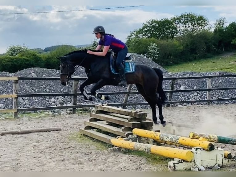 Irlandzki koń sportowy Klacz 6 lat 158 cm Jasnogniada in Sligo