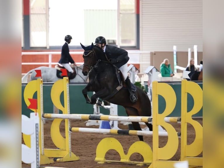 Irlandzki koń sportowy Klacz 6 lat 158 cm Jasnogniada in Sligo