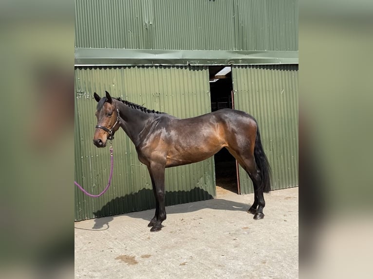 Irlandzki koń sportowy Klacz 6 lat 158 cm Jasnogniada in Sligo