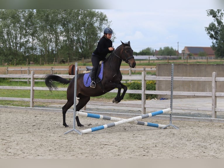 Irlandzki koń sportowy Klacz 6 lat 158 cm Kara in Pepingen