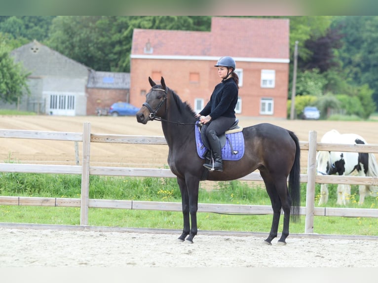 Irlandzki koń sportowy Klacz 6 lat 158 cm Kara in Pepingen