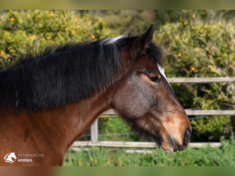 Irlandzki koń sportowy Mix Klacz 6 lat 158 cm Srokata in Menorca