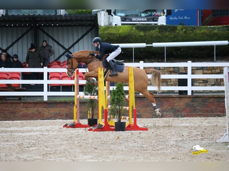 Irlandzki koń sportowy Klacz 6 lat 160 cm Ciemnokasztanowata in Carlow