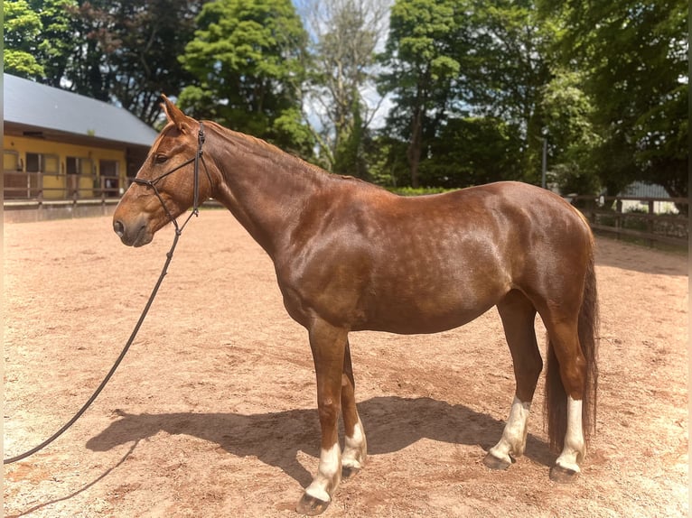 Irlandzki koń sportowy Klacz 6 lat 160 cm Kasztanowata in Loughrea